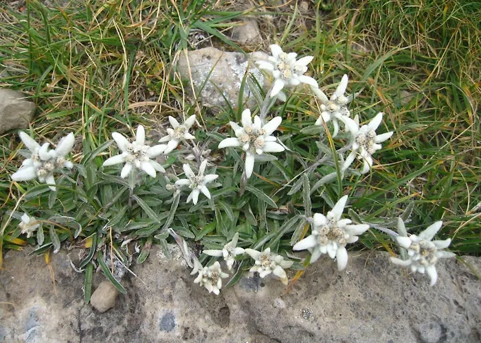 Camping El Jabali Blanco Camping